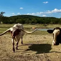 Discover the Magic of Family Ranch Holidays in Texas