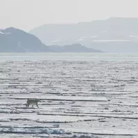 Exploring the Arctic: A Journey to Witness the Majestic Polar Bear
