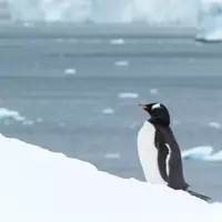 Discovering the Fascinating World of Antarctic Penguins
