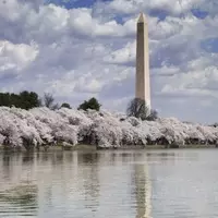 Embracing the Arrival of Spring: A Journey Through Cherry Blossom Festivals