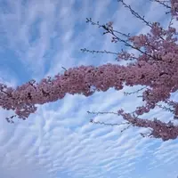 Discovering the Enchantment of Washington DC's Cherry Blossoms in 2025
