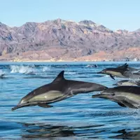 Exploring the Wonders of a Unified Supercontinent: The Americas