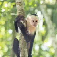 Discover Costa Rica: A Journey Through Nature's Hidden Gems