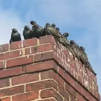 Unusual Avian Visitors Transform California Home into Nightly Sanctuary