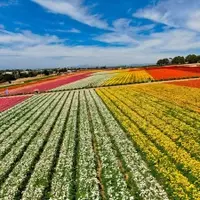 Discover the Enchantment of Carlsbad Flower Fields
