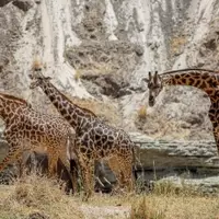 Exploring the Serengeti on Foot: A Unique Safari Experience