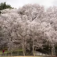 Exploring the Enchanting Cherry Blossom Season in New York City