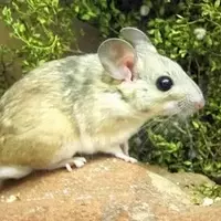 Desert Woodrats Face Dietary Challenges Amidst Rising Temperatures