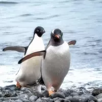 Penguin Art Contest Gains Momentum: Join the Movement to Protect Antarctic Penguins