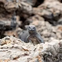 Discovering Self-Identity Amidst the Wonders of Galápagos