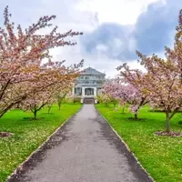 Exploring London's Hidden Cherry Blossom Gems