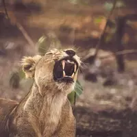 Guardians of the Asiatic Lions: Protecting a Precious Heritage