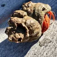 Transforming Beach Treasures into Lasting Memories