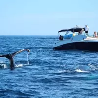 Exploring the Waters: Your Ultimate Guide to Top Boat Rental Services