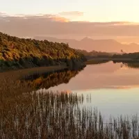 Championing Conservation: How New Zealand's Bird of the Year Inspires Global Advocacy