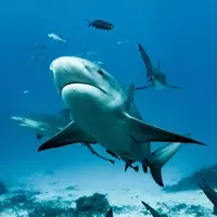 Unveiling the Mystique of Bahamian Shark Encounters