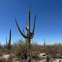 Tucson: A Gastronomic Paradise in the Heart of Arizona