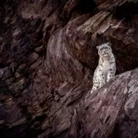 Guardians of the Snow Leopard: Unsung Heroes in Ladakh