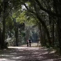 Charleston's Natural Wonders: A Journey Through the Low Country