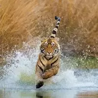 Around the Globe in Search of the World's Greatest Predators