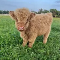 Uncover Brenham's Hidden Animal Adventures Beyond Ice Cream