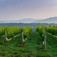 Unveiling the Charm of Charlottesville's Vineyards and Culinary Delights