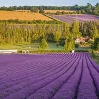 Discovering the Enchanting Lavender Fields of the UK
