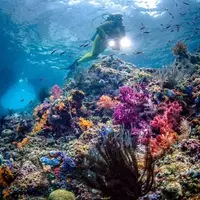 World-Class Snorkeling Adventures Await