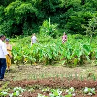 Grenadian Farmer's Garden Survives Hurricane, Inspires Sustainable Practices