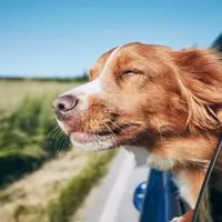 Essential Guide to Traveling Safely and Joyfully with Your Beloved Pets