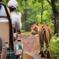 Unveiling India's Wildlife Spectacle: A Guide to Its Iconic Animal Inhabitants