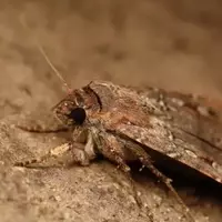 Stellar Navigation: The Nocturnal Journey of Bogong Moths