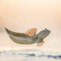 Nature's Masterpieces: Celebrating Award-Winning Photography