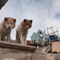 Ancient DNA from Greenland Sled Dogs Unveils New Chapters in Arctic Human History