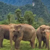 Experience Thailand: Beaches, Wildlife, and Rainforest Adventures