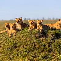 Unforgettable African Safari Adventures for Families
