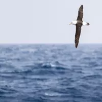 Navigating the Drake Passage: A Comprehensive Guide for First-Time Antarctic Adventurers
