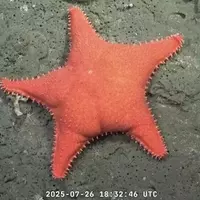 Deep Sea Exploration Unveils Unique Marine Life in Mar del Plata Canyon