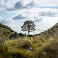 The Sycamore Gap Tree: A Symbol of Resilience and Renewal