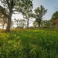 Hitchcock Woods: South Carolina's Verdant Sanctuary