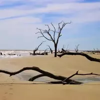 Bulls Island: A Pristine Coastal Sanctuary Near Charleston