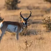 Discovering Black Mesa: Oklahoma's Highest Point for Stargazing, Hiking, and Wildlife