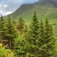 Rhododendron State Park: A Verdant Gem in New Hampshire
