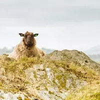 Unraveling the Ancient Plague: Sheep Identified as Primary Source 5,000 Years Ago