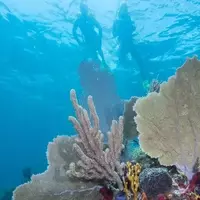 Discovering Key Largo's Hidden Underwater Wonders: Coral Towers and the Iconic Christ of the Abyss