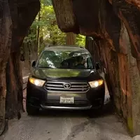 Experience the Majestic Redwood Giants: A Unique Northern California Road Trip