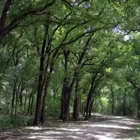 Austin's Hidden Oasis: A Historical Park Teaming with Nature and Peacocks