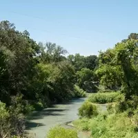 Hidden Gem: Palmetto State Park's Tropical Oasis in Central Texas