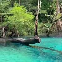 Cypress Springs: Florida's Pristine Aquatic Sanctuary