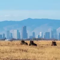 Commerce City: A Blend of Nature, Culture, and Urban Charm